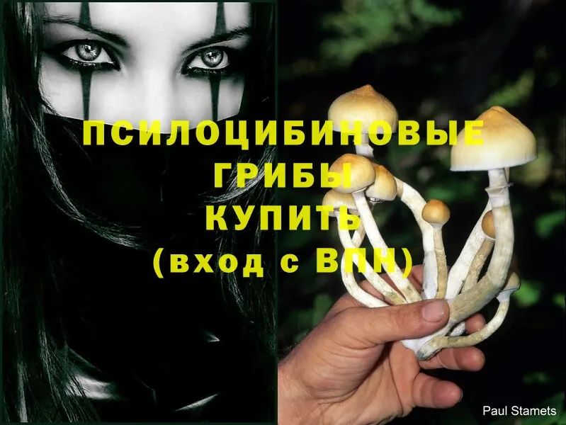 Псилоцибиновые грибы Psilocybine cubensis Раменское